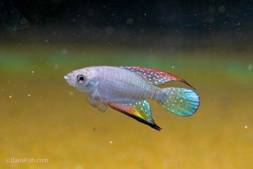 Hypsolebias faouri Prazeres BR 2014/1