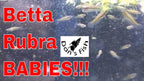 Betta rubra