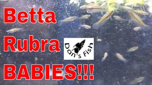 Betta rubra