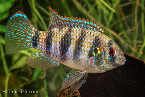 African Butterfly Cichlid