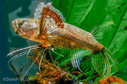 African Butterfly Fish-Aquarium Bred!!!