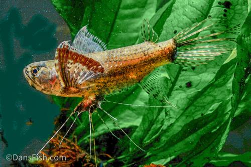 African Butterfly Fish