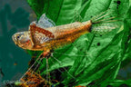 African Butterfly Fish-Aquarium Bred!!!