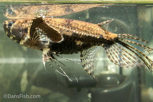 African Butterfly Fish