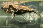African Butterfly Fish