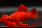 Albino Bloodred Cauliflower Sabertail Swordtail