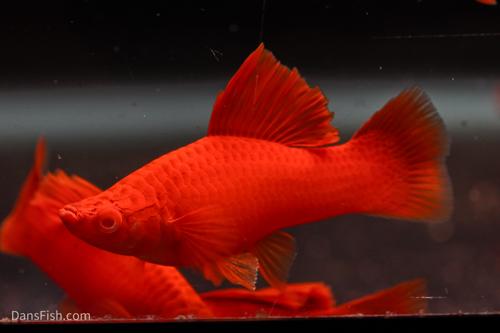 Albino Bloodred Cauliflower Sabertail Swordtail