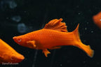 Albino Bloodred Cauliflower Sabertail Swordtail