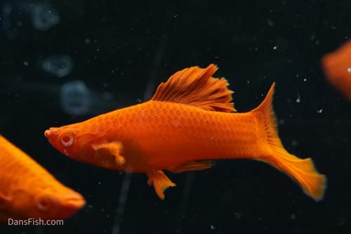 Albino Bloodred Cauliflower Sabertail Swordtail
