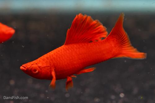 Albino Bloodred Cauliflower Sabertail Swordtail