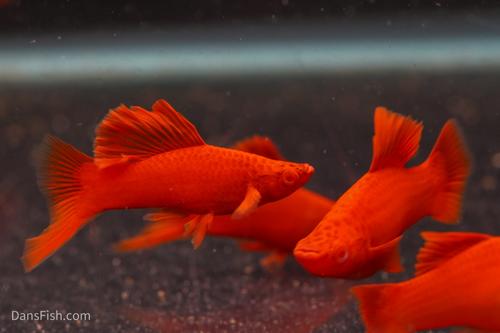 Albino Bloodred Cauliflower Sabertail Swordtail
