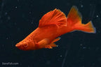 Albino Bloodred Cauliflower Sabertail Swordtail
