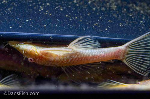 Albino Bushynose Pleco