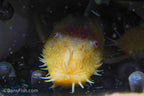 Albino Bushynose Pleco
