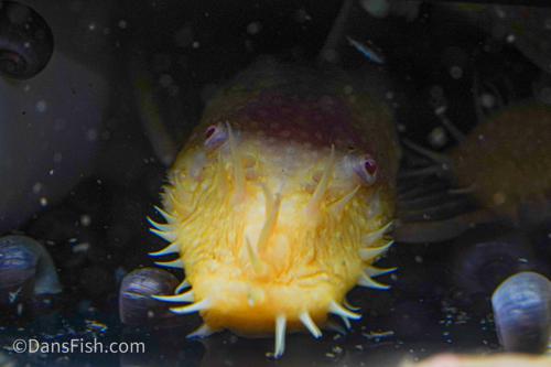 Albino Bushynose Pleco