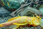 Albino Bushynose Pleco