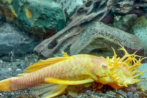 Albino Bushynose Pleco