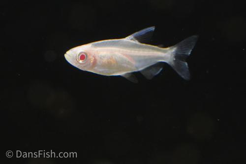 Albino Congo Tetra