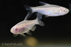 Albino Congo Tetra