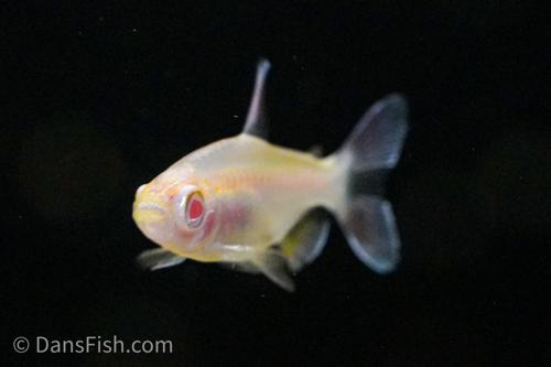 Albino Congo Tetra
