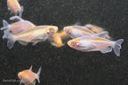 Albino Congo Tetra