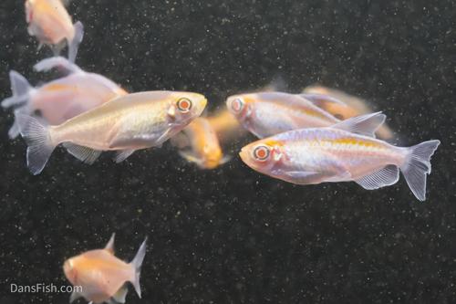 Albino Congo Tetra
