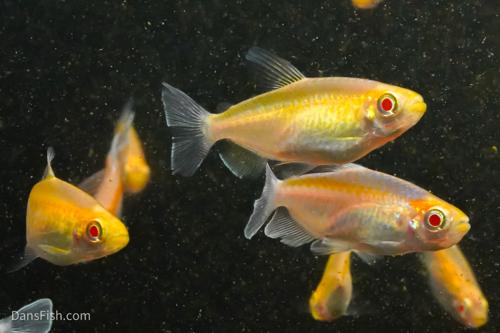 Albino Congo Tetra