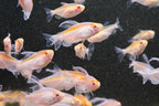 Albino Congo Tetra