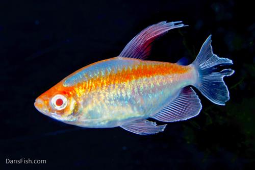 Albino Congo Tetra