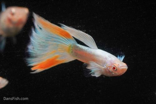 Albino Full Platinum Guppy