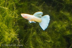 Albino Full Platinum Guppy