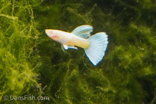 Albino Full Platinum Guppy