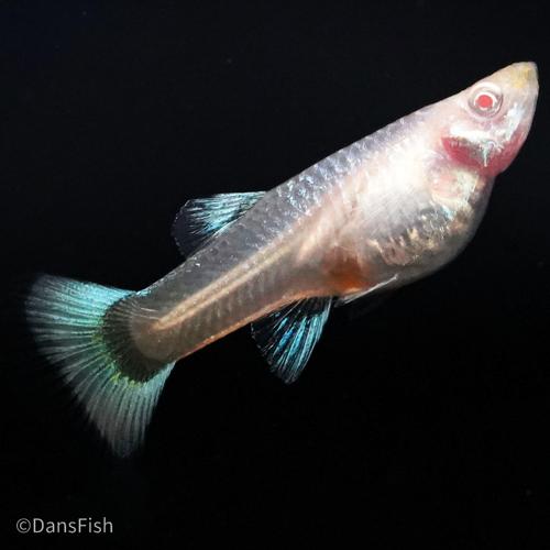 Albino Full Platinum Guppy