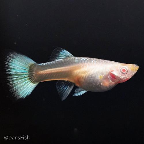 Albino Full Platinum Guppy