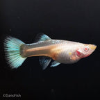 Albino Full Platinum Guppy