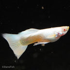Albino Full Platinum Guppy