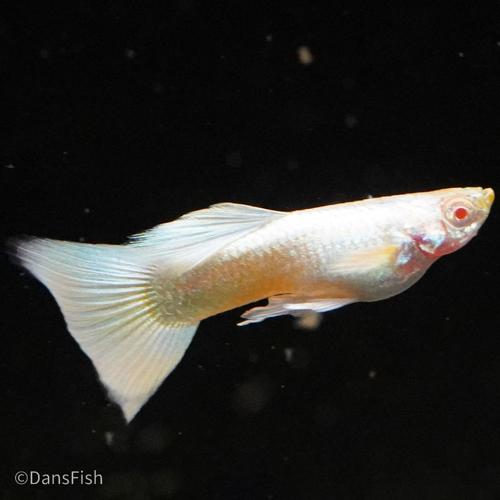 Albino Full Platinum Guppy