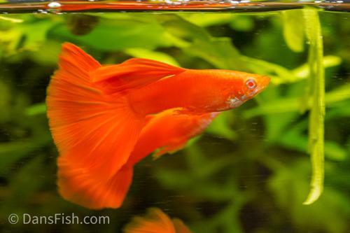 Albino Full Red Guppy