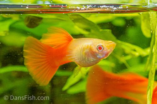 Albino Full Red Guppy