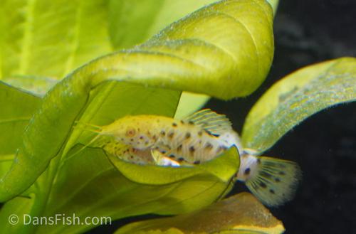 Albino Hoplo Catfish