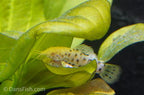 Albino Hoplo Catfish