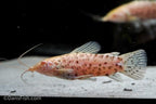 Albino Hoplo Catfish