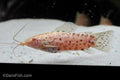 Albino Hoplo Catfish