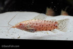 Albino Hoplo Catfish