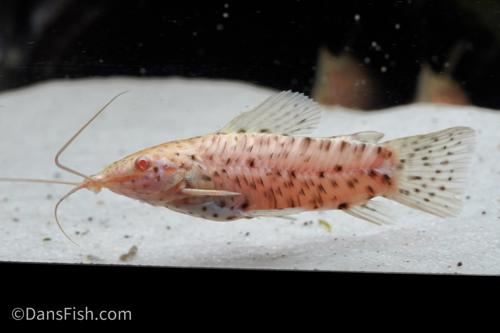 Albino Hoplo Catfish