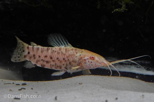 Albino Hoplo Catfish