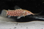 Albino Hoplo Catfish
