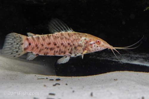Albino Hoplo Catfish