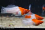 Albino Kohaku Koi High Fin Swordtail