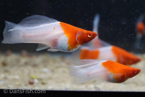 Albino Kohaku Koi High Fin Swordtail
